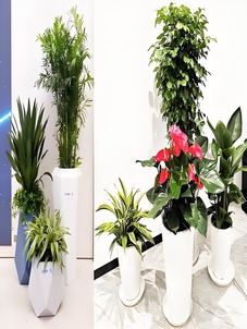 宁波北仑盆景租赁，优质服务热选！